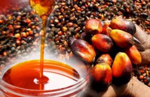 Okomu Oil profit slides as weaker palm oil prices squeeze margins despite seasonal production rebound