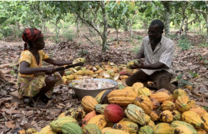 Nestlé announces innovative plan to tackle child labour risks, increase farmer income and achieve full traceability in cocoa