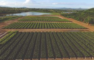 AgDevCo secures $90m of DFI funding to invest in African agribusinesses