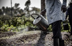 FAO launches new phase of agriculture policy initiative with $11 million grant from Bill and Melinda Gates Foundation