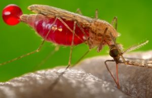 Gavi and UNICEF announce equitable pricing deal for malaria vaccine