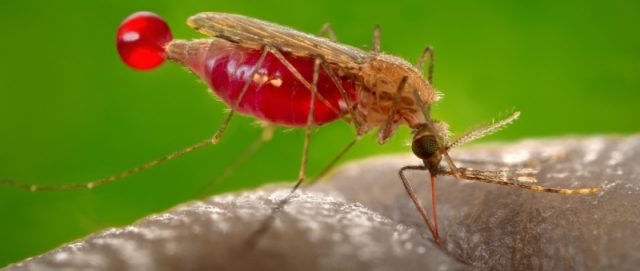 Malaria parasite