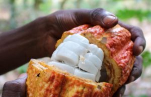 Cocoa innovator Koa secures $3.5 million investment from climate adaptation and smallholder farmer funds