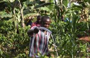 Global Environment Facility approves $18 million to support FAO-led projects in Nigeria, Africa and Latin America