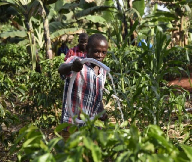 Farmers water coffee plants in Nakaseke, Uganda in October 2016