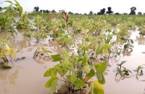 Flooding| WHO on hand to support government mitigate disease outbreaks in hardest hit settlements of Kogi State