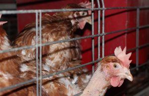 Is 2023 set to be a game-changer for lab-grown meat?