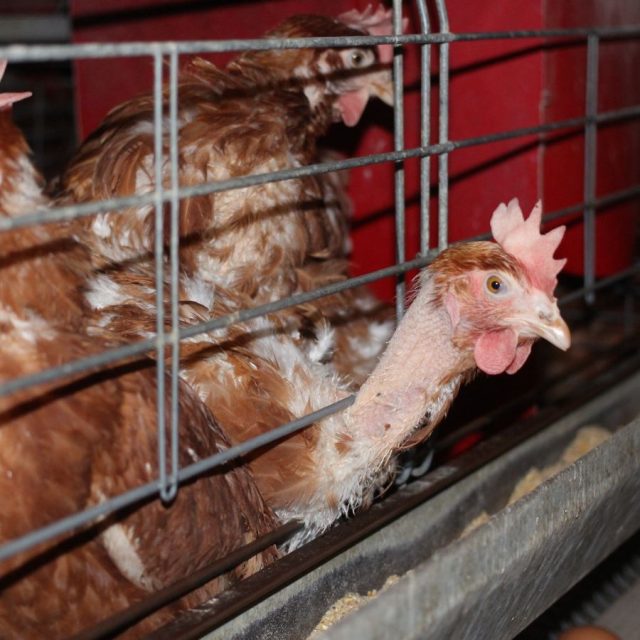 Caged chickens
