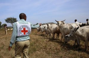 ICRC livestock vaccination campaign reaches over half a million animals in Northeast Nigeria, home to one of Africa’s largest cattle markets