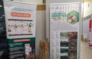 At Africa Cassava Conference, a humble plant can power trade
