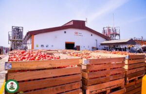 GB Foods tomato processing factory, largest in West Africa commissioned in Gafara, Kebbi State