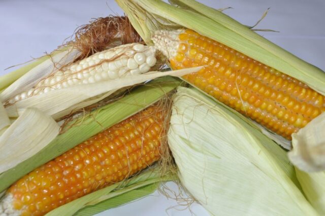 IITA-maize/
