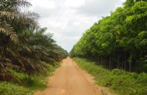 Agriculture 2025 Outlook| Strong revenue growth ahead, but cost pressures to persist for Agricultural Producers