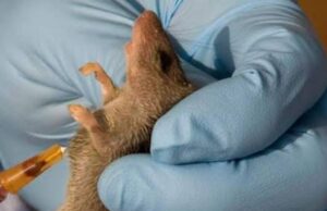 WHO; Stepping up response to curb infectious diseases in Nigeria