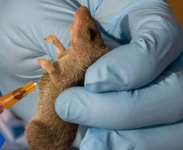 Lassa Fever