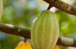 Minister of Agriculture denies plans to ban raw cocoa exports, says focus is on local processing and higher value addition