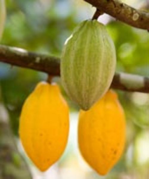 cocoa- iita crops