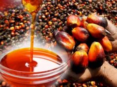 Okomu Oil Palm Plc earnings tumble in Q4-25 amid significant increase in OPEX