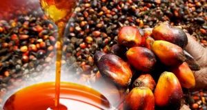 Okomu Oil profit slides as weaker palm oil prices squeeze margins despite seasonal production rebound