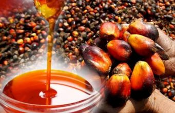 Okomu Oil Palm Plc earnings tumble in Q4-25 amid significant increase in OPEX