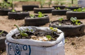 African agriculture’s digital revolution: UN report pinpoints main obstacles and opportunities