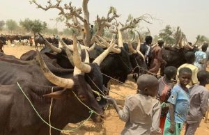 FMARD partners with Lagos State to ensure proper haulage of meat across the country