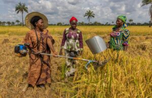FG moves strengthen agricultural productivity, stabilise food prices with new National Agribusiness Policy