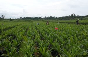 African Development Bank Group and Nigeria kick off $538 million agro-industrial project across eight states