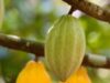 Minister of Agriculture denies plans to ban raw cocoa exports, says focus is on local processing and higher value addition