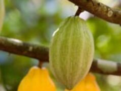Minister of Agriculture denies plans to ban raw cocoa exports, says focus is on local processing and higher value addition