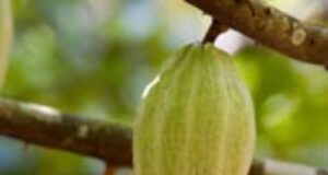Minister of Agriculture denies plans to ban raw cocoa exports, says focus is on local processing and higher value addition