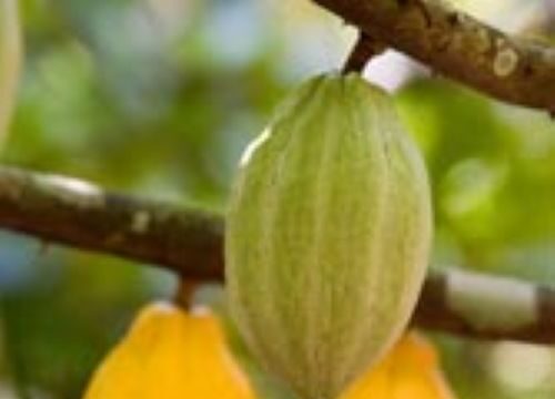 Minister of Agriculture denies plans to ban raw cocoa exports, says focus is on local processing and higher value addition